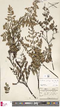 Cheilanthes quadripinnata image