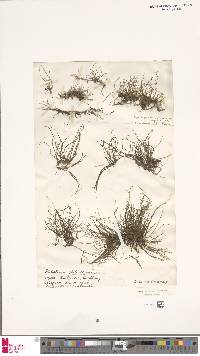 Pilularia globulifera image