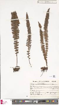 Pleopeltis lepidopteris image