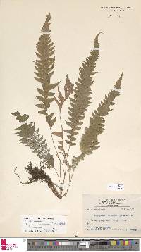 Phegopteris decursive-pinnata image