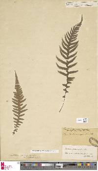 Phegopteris decursive-pinnata image