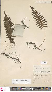Polypodiodes niponica image