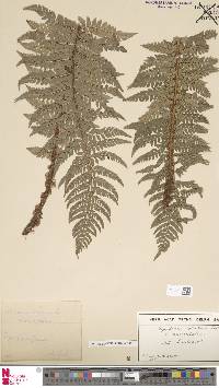 Cyathea microdonta image