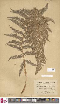 Cyathea microdonta image