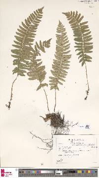 Pyrrosia longifolia image