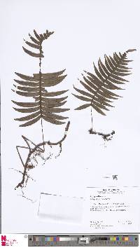 Serpocaulon falcaria image