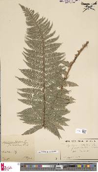 Cyathea microdonta image