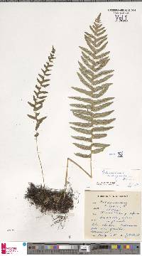 Polypodium interjectum image