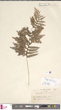 Polypodium cambricum image