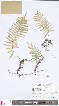 Image of Polypodium hispidulum