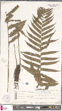 Pneumatopteris christelloides image
