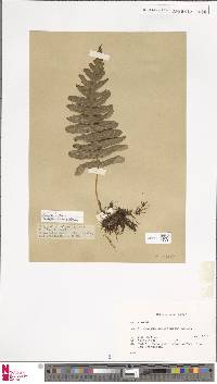 Polypodium californicum image