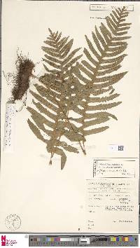 Image of Polypodium cambricum