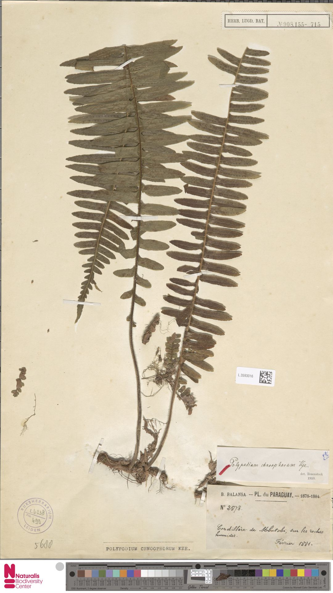 Pecluma chnoophora image