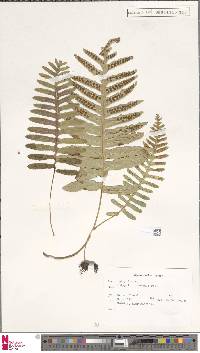 Polypodium cambricum image