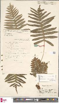 Polypodium cambricum subsp. cambricum image