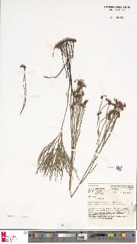 Schizaea dichotoma image