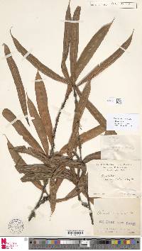 Oleandra neriiformis image