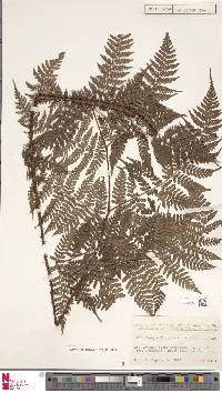 Image of Dryopteris hendersonii