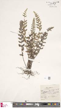 Image of Cheilanthes marlothii