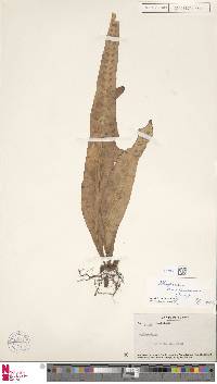 Lepisorus kuchenensis image