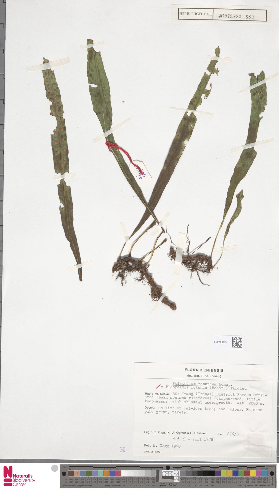 Lepisorus excavatus image