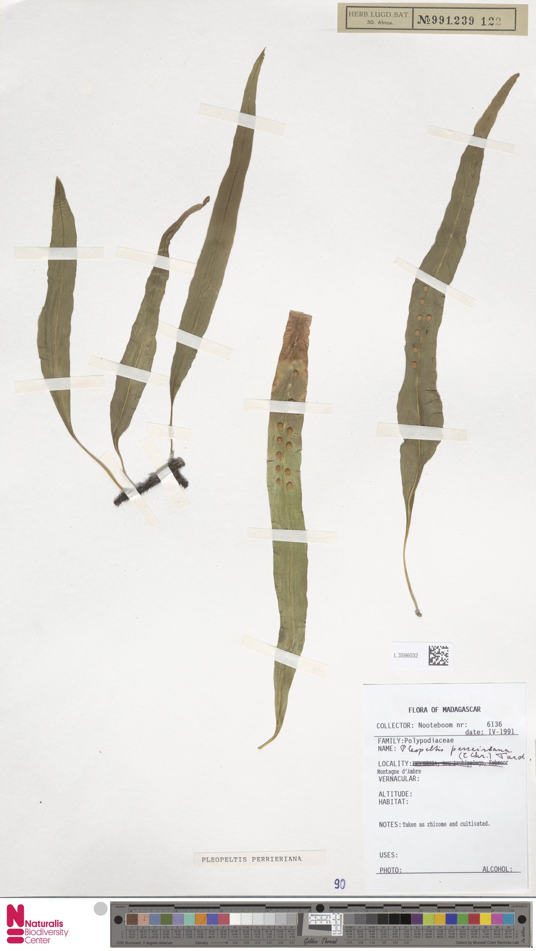 Lepisorus perrierianus image
