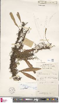Pleopeltis macrocarpa image