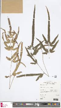 Pteris ensiformis image