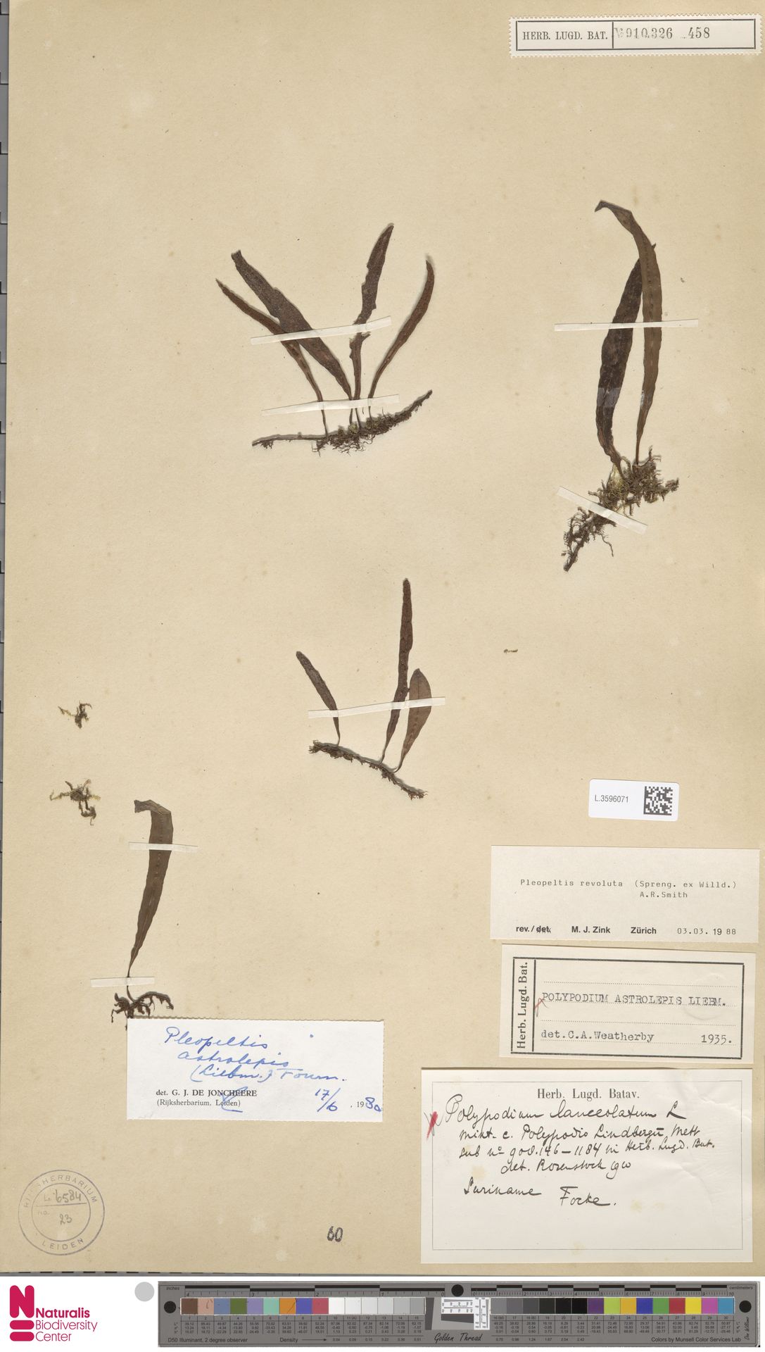 Pleopeltis astrolepis image