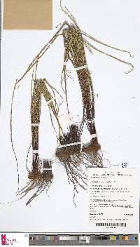 Pteris platyzomopsis image