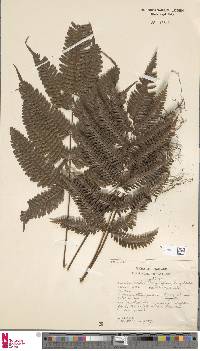 Pteris argyraea image