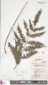 Pteris amoena image