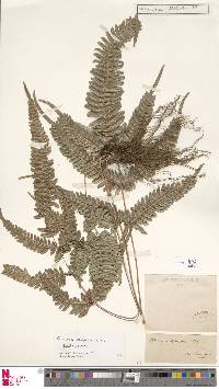 Pteris aspericaulis image