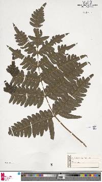 Pteris atrovirens image