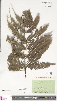 Pteris amoena image