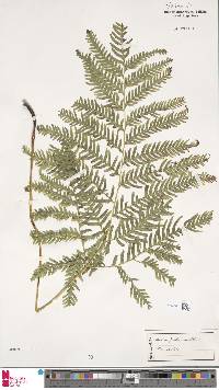 Pteris dentata image