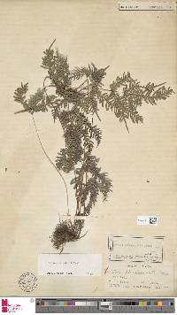 Pteris armata image