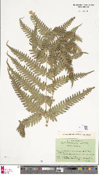 Pteris biaurita image