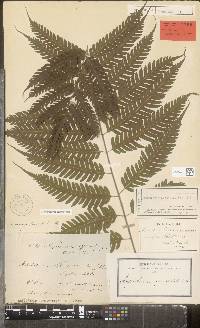 Pteridrys syrmatica image