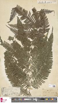 Pteris biaurita image