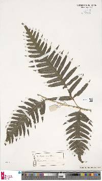 Pteris comans image