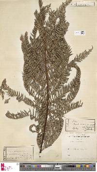 Pteris wallichiana image