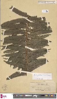 Pteris pediformis image