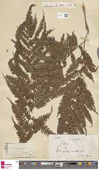 Pteris tripartita image