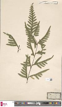 Pteris semipinnata image