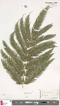 Pteris dentata image