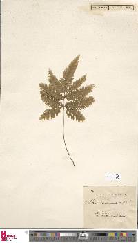 Pteris talamauana image