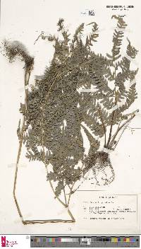 Pteris tripartita image