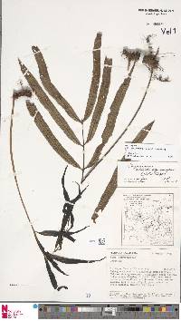 Selliguea albidosquamata image